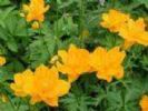 Trollius Chinensis  Extract